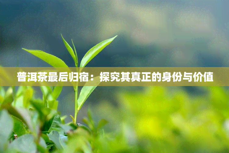 普洱茶最后归宿：探究其真正的身份与价值