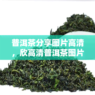 普洱茶分享图片高清，欣高清普洱茶图片，品味独特的茶香气息！