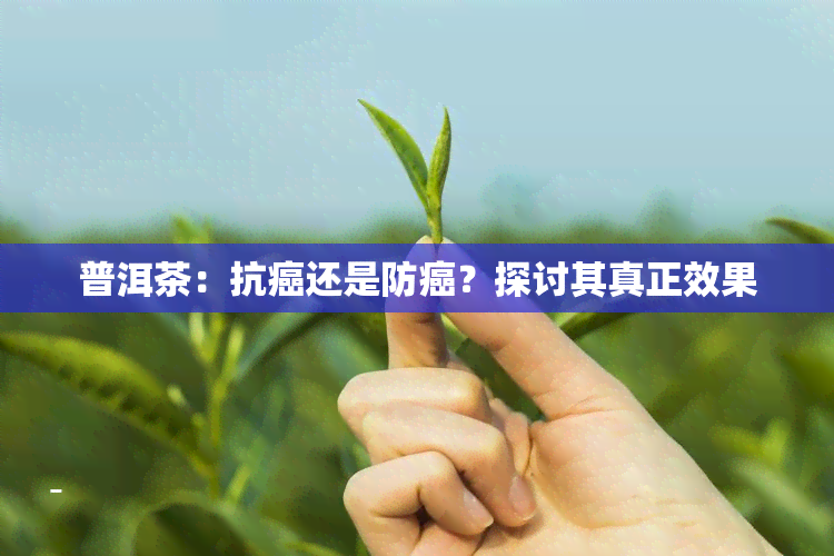 普洱茶：抗癌还是防癌？探讨其真正效果