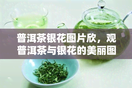 普洱茶银花图片欣，观普洱茶与银花的美丽图片