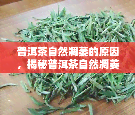 普洱茶自然凋萎的原因，揭秘普洱茶自然凋萎的奥秘