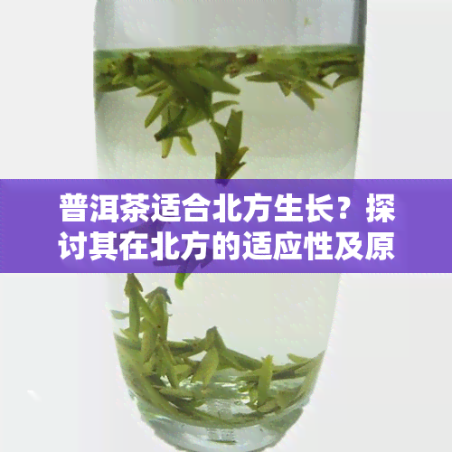 普洱茶适合北方生长？探讨其在北方的适应性及原因