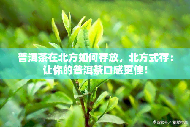 普洱茶在北方如何存放，北方式存：让你的普洱茶口感更佳！