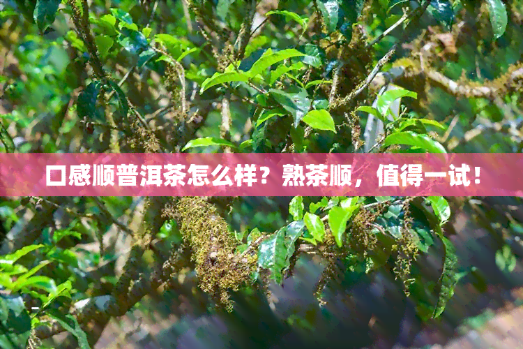 口感顺普洱茶怎么样？熟茶顺，值得一试！