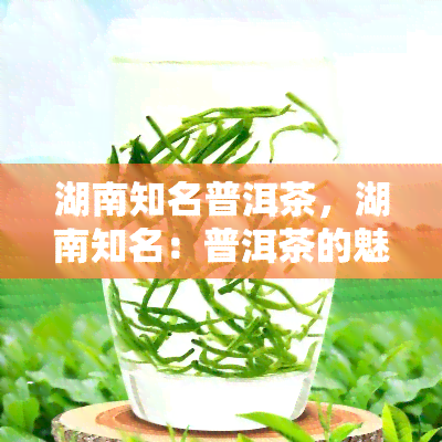 湖南知名普洱茶，湖南知名：普洱茶的魅力与价值