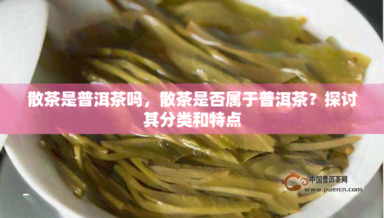 散茶是普洱茶吗，散茶是否属于普洱茶？探讨其分类和特点