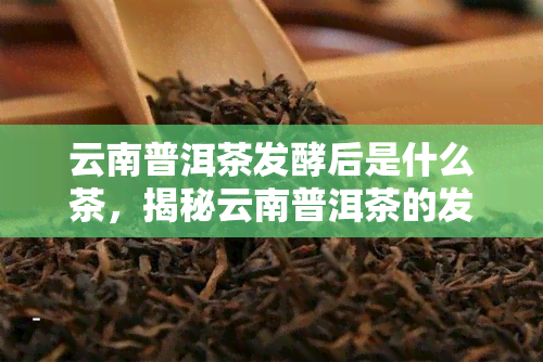 云南普洱茶发酵后是什么茶，揭秘云南普洱茶的发酵过程，它最变成了什么茶？