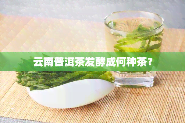 云南普洱茶发酵成何种茶？