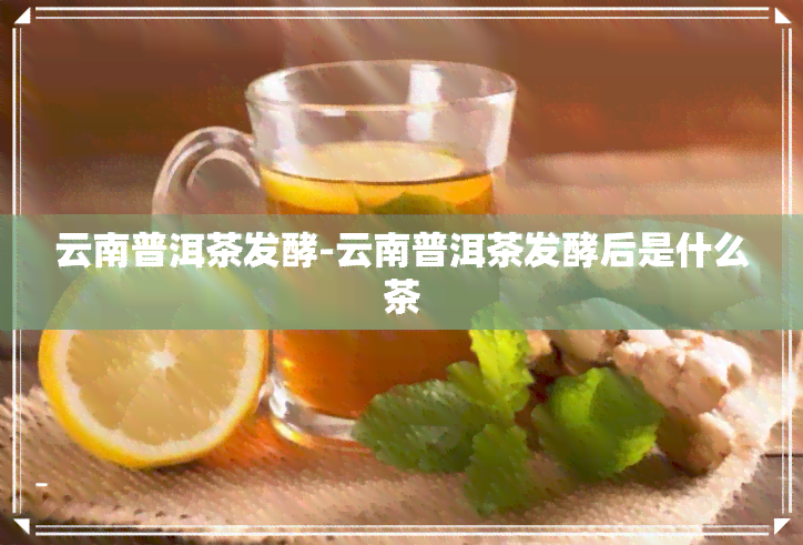 云南普洱茶发酵-云南普洱茶发酵后是什么茶