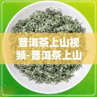 普洱茶上山视频-普洱茶上山视频教程