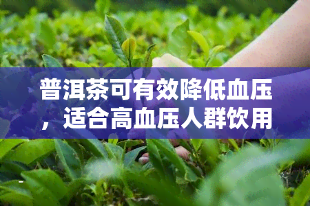 普洱茶可有效降低血压，适合高血压人群饮用