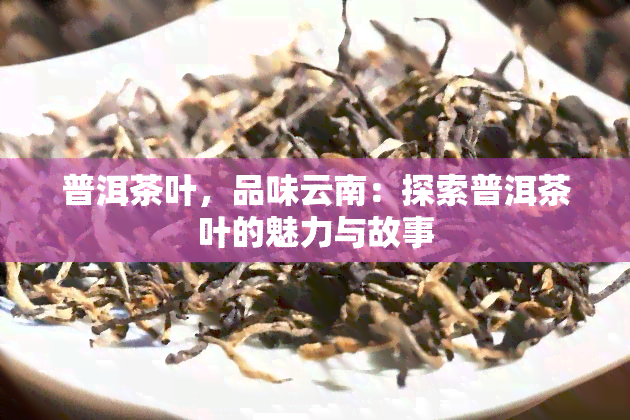 普洱茶叶，品味云南：探索普洱茶叶的魅力与故事