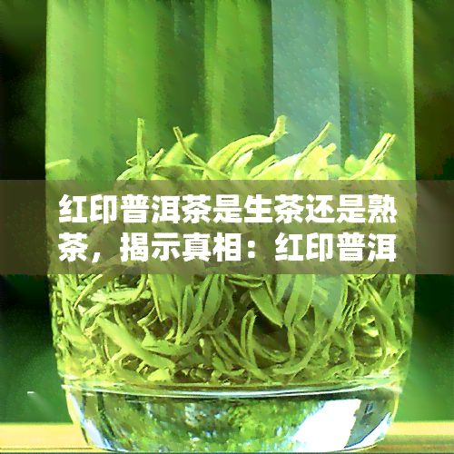 红印普洱茶是生茶还是熟茶，揭示真相：红印普洱茶究竟是生茶还是熟茶？