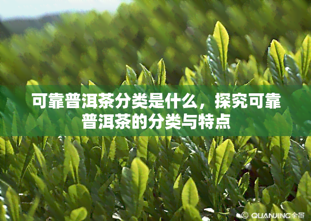 可靠普洱茶分类是什么，探究可靠普洱茶的分类与特点