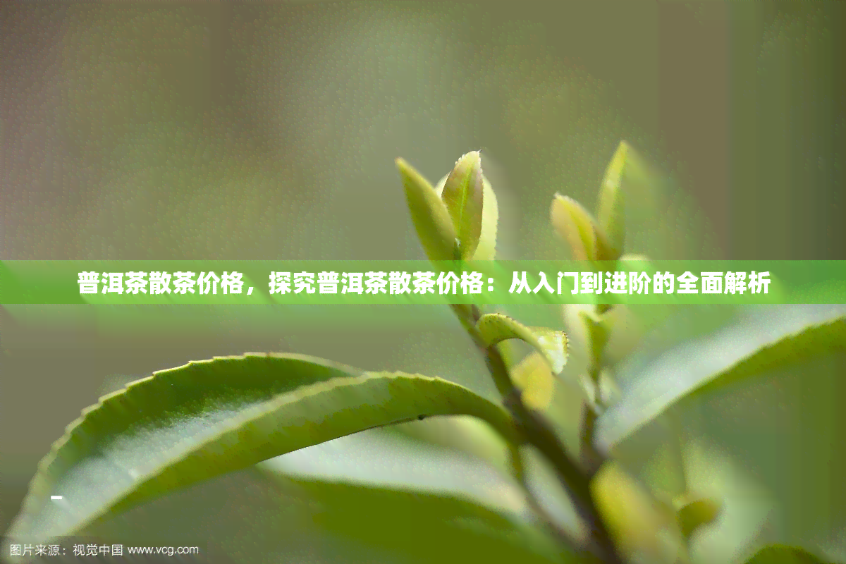 普洱茶散茶价格，探究普洱茶散茶价格：从入门到进阶的全面解析