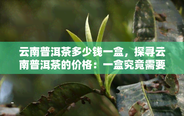 云南普洱茶多少钱一盒，探寻云南普洱茶的价格：一盒究竟需要多少？