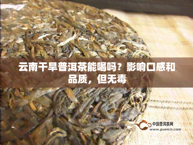 云南干旱普洱茶能喝吗？影响口感和品质，但无