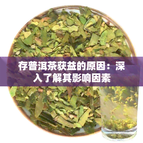 存普洱茶获益的原因：深入了解其影响因素