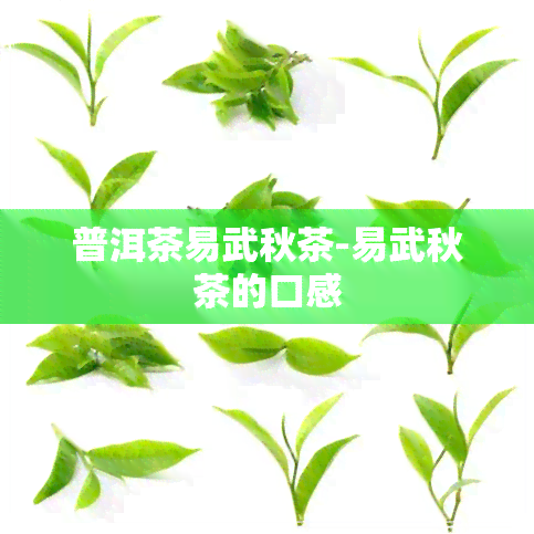 普洱茶易武秋茶-易武秋茶的口感