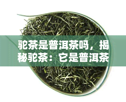 驼茶是普洱茶吗，揭秘驼茶：它是普洱茶吗？