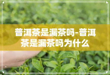 普洱茶是漏茶吗-普洱茶是漏茶吗为什么