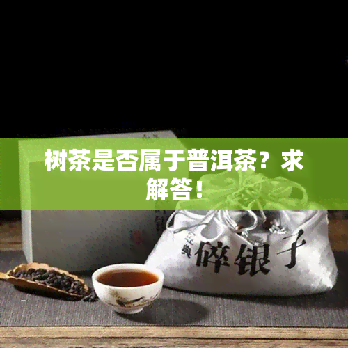 树茶是否属于普洱茶？求解答！