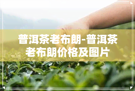 普洱茶老布朗-普洱茶老布朗价格及图片