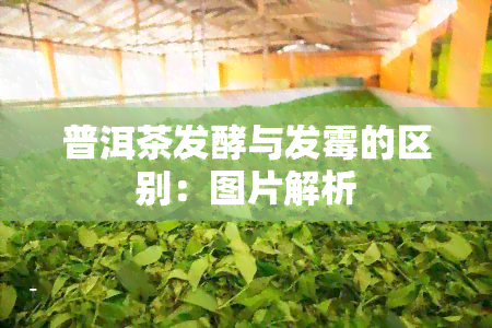 普洱茶发酵与发霉的区别：图片解析