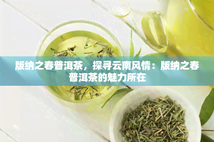 版纳之春普洱茶，探寻云南风情：版纳之春普洱茶的魅力所在