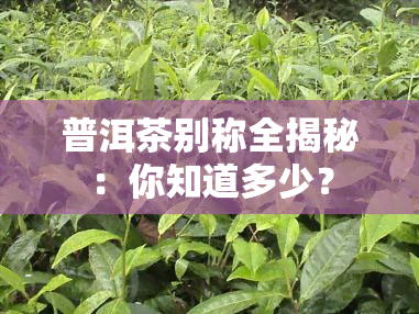 普洱茶别称全揭秘：你知道多少？