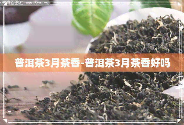 普洱茶3月茶香-普洱茶3月茶香好吗