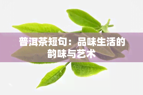 普洱茶短句：品味生活的韵味与艺术