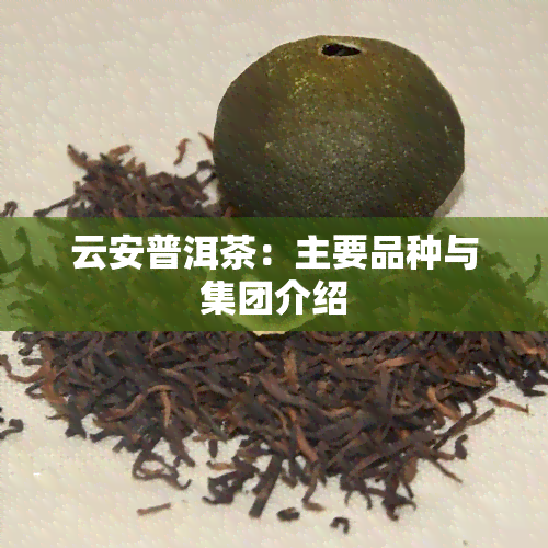 云安普洱茶：主要品种与集团介绍