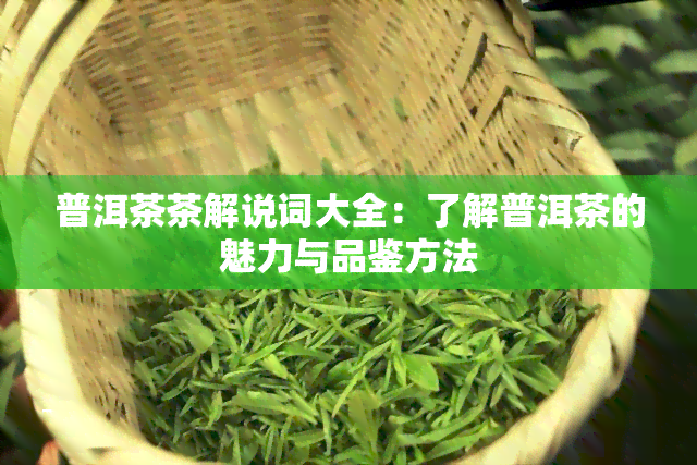 普洱茶茶解说词大全：了解普洱茶的魅力与品鉴方法