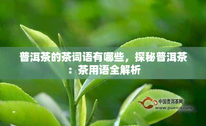 普洱茶的茶词语有哪些，探秘普洱茶：茶用语全解析