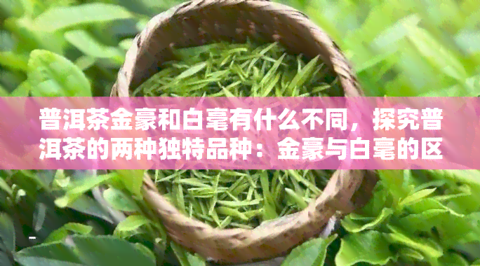 普洱茶金豪和白毫有什么不同，探究普洱茶的两种独特品种：金豪与白毫的区别