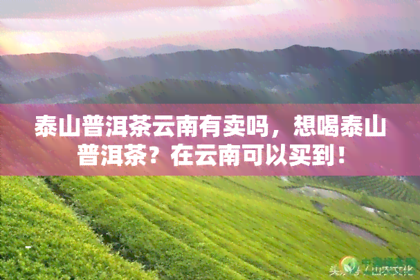 泰山普洱茶云南有卖吗，想喝泰山普洱茶？在云南可以买到！