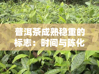 普洱茶成熟稳重的标志：时间与陈化的影响