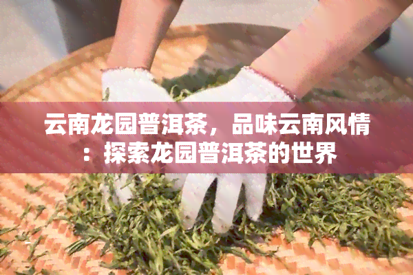 云南龙园普洱茶，品味云南风情：探索龙园普洱茶的世界