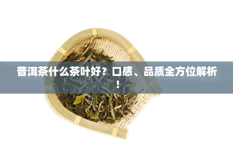 普洱茶什么茶叶好？口感、品质全方位解析！