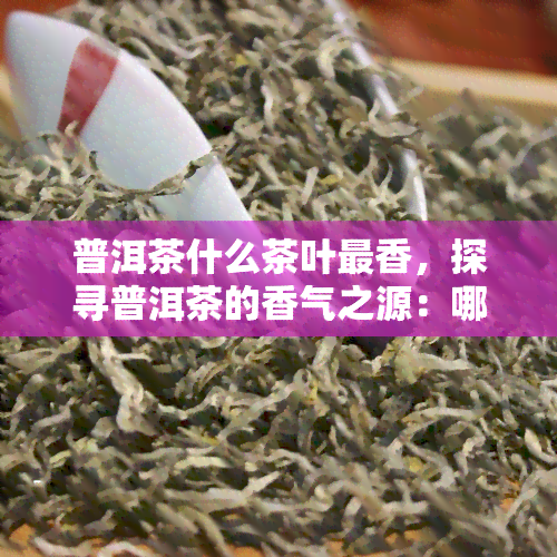 普洱茶什么茶叶最香，探寻普洱茶的香气之源：哪种茶叶最香？