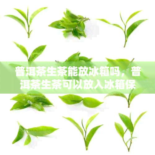 普洱茶生茶能放冰箱吗，普洱茶生茶可以放入冰箱保存吗？