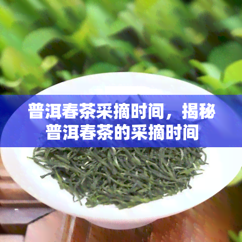 普洱春茶采摘时间，揭秘普洱春茶的采摘时间