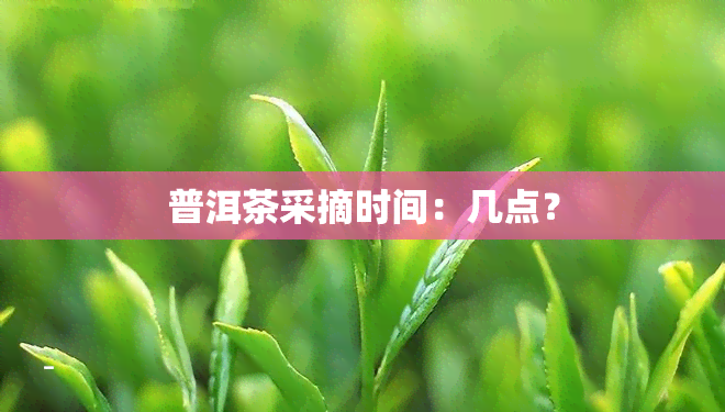 普洱茶采摘时间：几点？