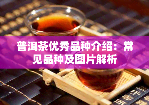 普洱茶优秀品种介绍：常见品种及图片解析