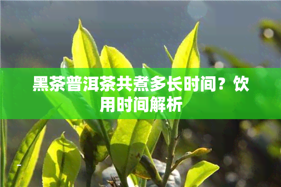 黑茶普洱茶共煮多长时间？饮用时间解析