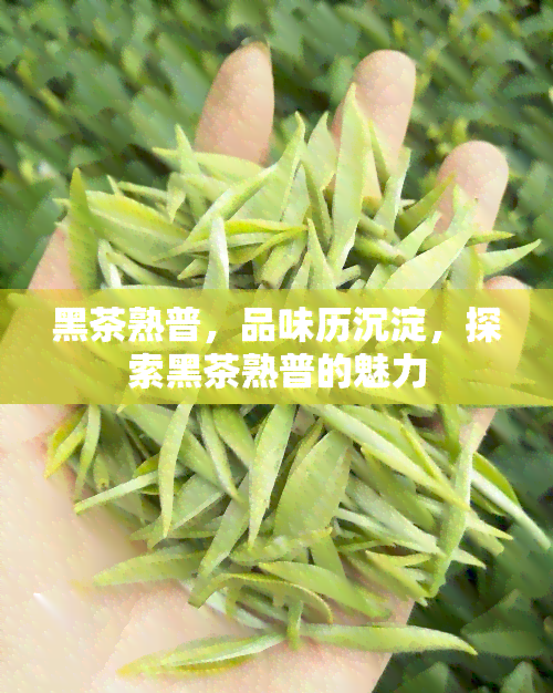 黑茶熟普，品味历沉淀，探索黑茶熟普的魅力