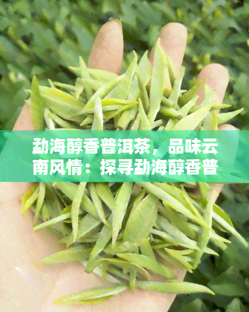 勐海醇香普洱茶，品味云南风情：探寻勐海醇香普洱茶的魅力