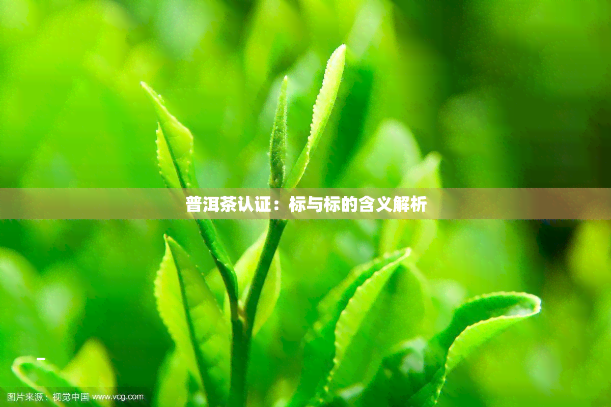 普洱茶认证：标与标的含义解析