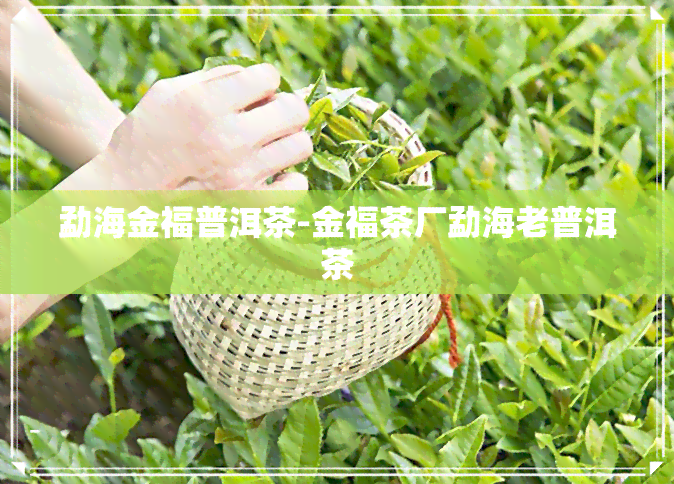 勐海金福普洱茶-金福茶厂勐海老普洱茶